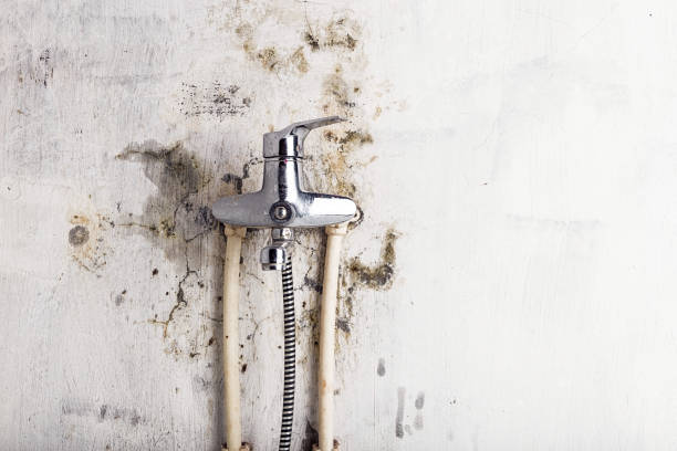 Best Black Mold Removal  in Mickleton, NJ
