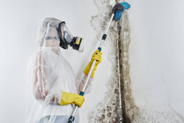 Best Office Mold Removal Services  in Mickleton, NJ
