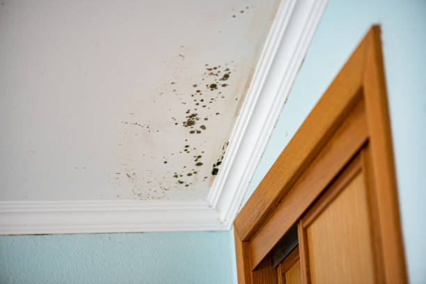 Best Mold Removal Company Near Me  in Mickleton, NJ