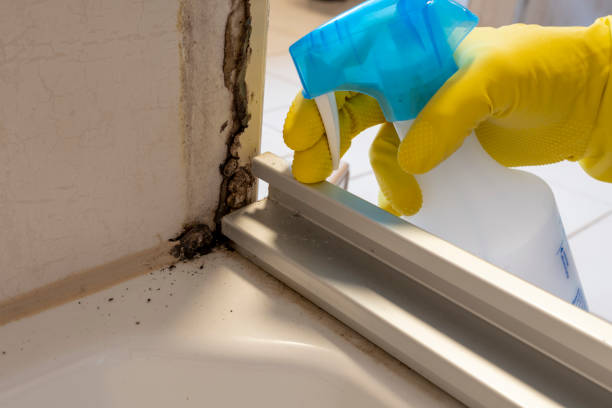 Best Mold Removal Company Near Me  in Mickleton, NJ