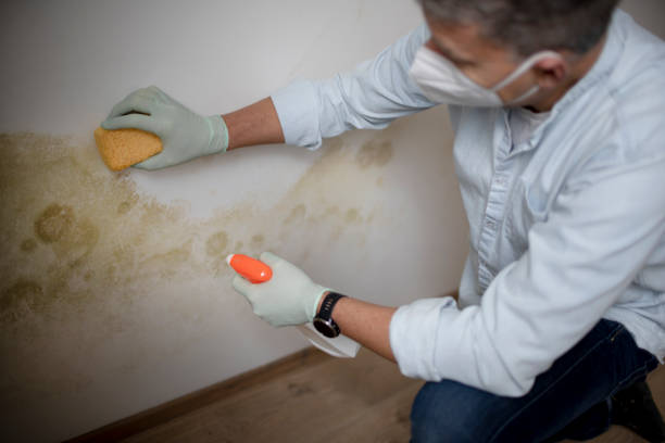 Crawl Space Mold Removal in Mickleton, NJ