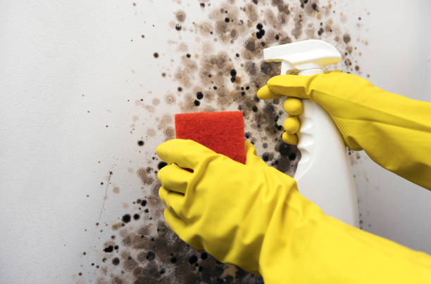 Mold Testing and Removal in Mickleton, NJ