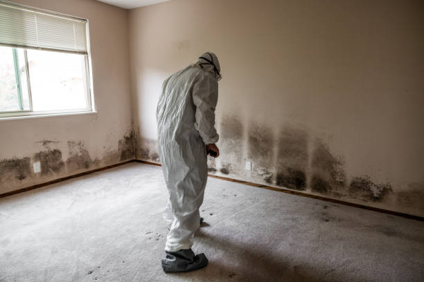 Trusted Mickleton, NJ Mold Removal Experts