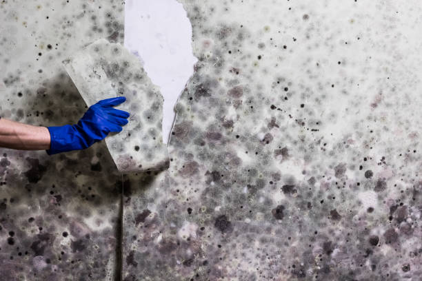 Best Toxic Mold Removal  in Mickleton, NJ