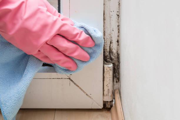 Best Certified Mold Removal  in Mickleton, NJ